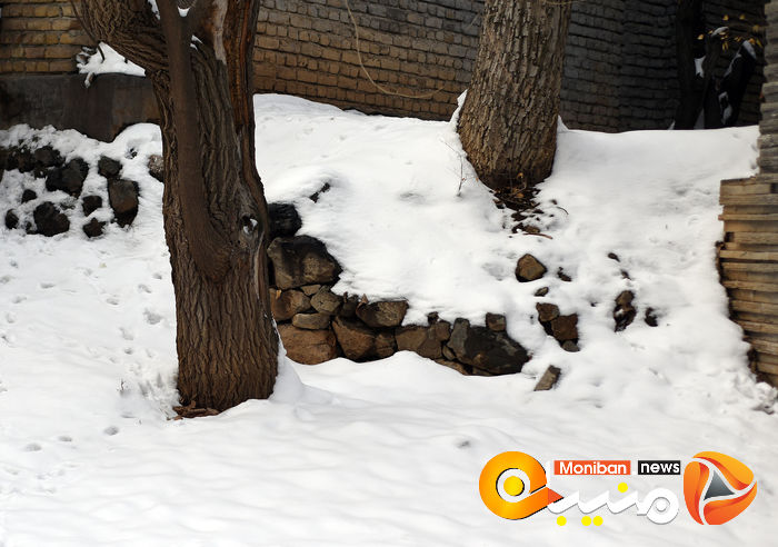 گزارش تصویری| تهران در برف